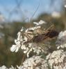 Zelus renardii